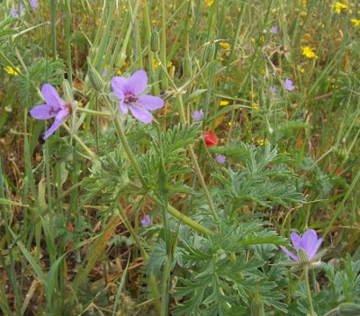 Common stork's bill Common stork's bill