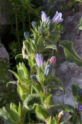 Echium parviflorum,
Small Flowered Bugloss,
Viperina parviflora