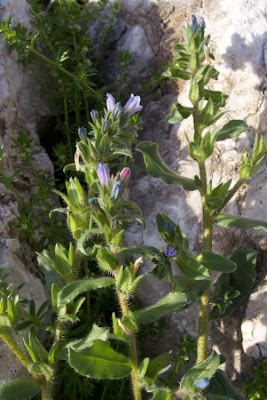 Echium parviflorum,
Small Flowered Bugloss,
Viperina parviflora
