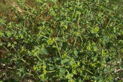 Euphorbia terracina L.
