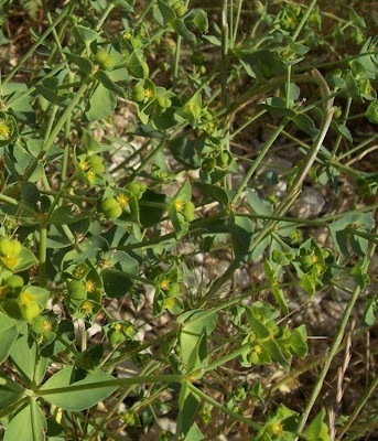 Euphorbia terracina L.