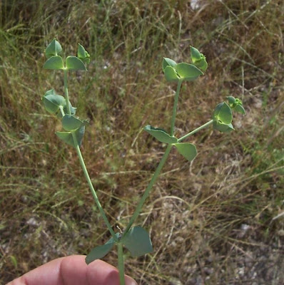 Coastal Spurge Coastal Spurge