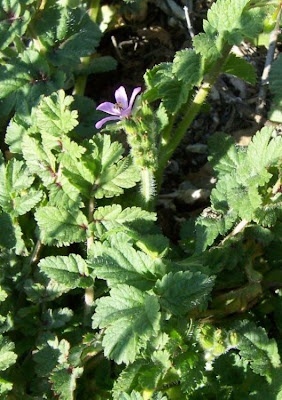 Musky stork's-bill