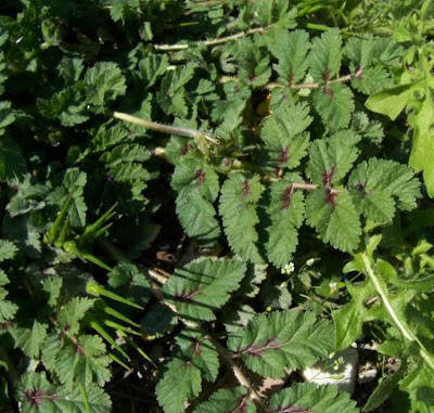 Musky stork's-bill