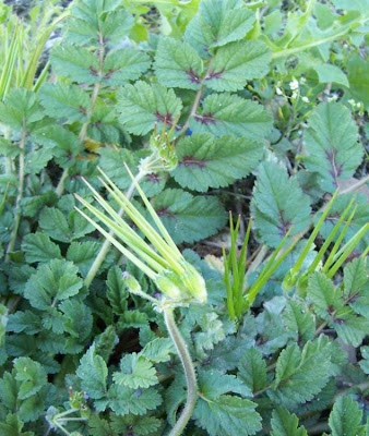 Musky stork's-bill