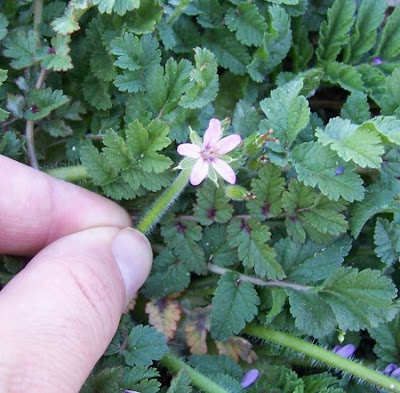 Musky stork's-bill