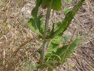 Fuller's teasel