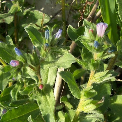 Echium parviflorum,
Small Flowered Bugloss,
Viperina parviflora