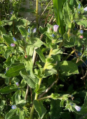 Echium parviflorum,
Small Flowered Bugloss,
Viperina parviflora