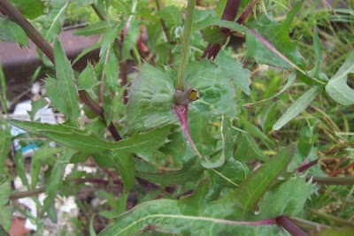 Musky stork's-bill