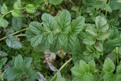 Musky stork's-bill