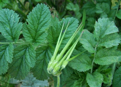 Musky stork's-bill