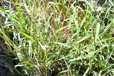 Echinochloa colona,
armil&aacute;;n,
awnless barnyard grass,
bl&eacute; du Dekkan,
capim-arroz,
capim-da-col&ocirc;nia,
capituva,
corn panic grass,
Deccan grass,
Giavone meridionale,
jungle rice,
jungle ricegrass,
jungle-rice,
junglerice