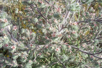 Echium asperrimum,
rough Italian-bugloss,
Viperina ruvidissima