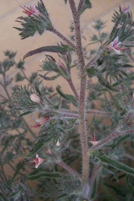 Echium asperrimum,
rough Italian-bugloss,
Viperina ruvidissima