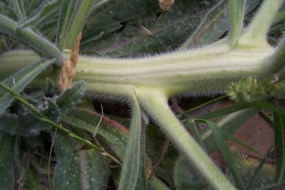 Echium asperrimum,
rough Italian-bugloss,
Viperina ruvidissima