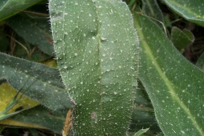 Echium asperrimum,
rough Italian-bugloss,
Viperina ruvidissima