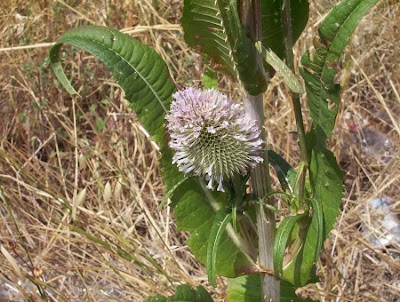 Fuller's teasel