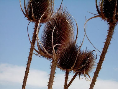 Fuller's teasel