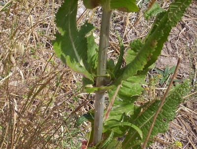 Fuller's teasel