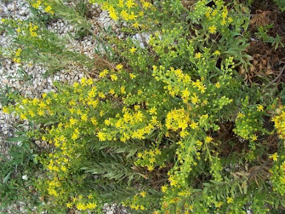 False yellowhead False yellowhead