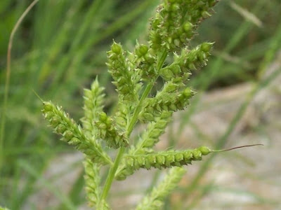 Echinochloa crus-galli,
arrocillo,
barnyard grass,
barnyardgrass,
cockspur,
cockspur grass,
echinochloa pied-de-coq,
gew&ouml;hnliche H&uuml;hnerhirse,
Giavone comune,
H&uuml;hnerhirse,
Japanese millet,
large barnyard grass,
pata de gallo
