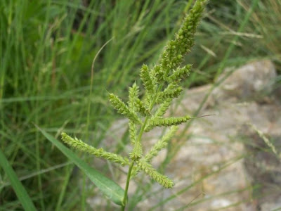 Echinochloa crus-galli,
arrocillo,
barnyard grass,
barnyardgrass,
cockspur,
cockspur grass,
echinochloa pied-de-coq,
gew&ouml;hnliche H&uuml;hnerhirse,
Giavone comune,
H&uuml;hnerhirse,
Japanese millet,
large barnyard grass,
pata de gallo
