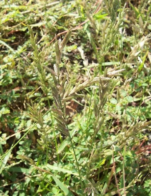 Candy grass Candy grass