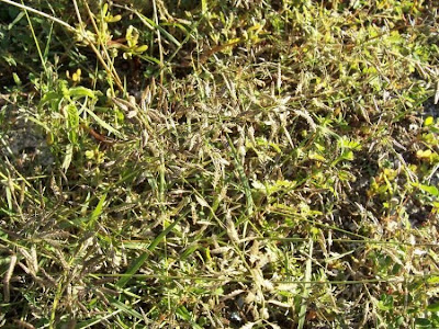 Panicella maggiore