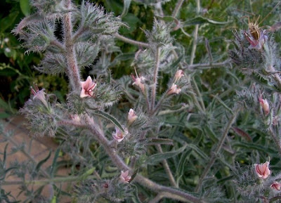 Echium asperrimum,
rough Italian-bugloss,
Viperina ruvidissima