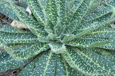 Echium asperrimum,
rough Italian-bugloss,
Viperina ruvidissima