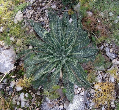 Echium asperrimum,
rough Italian-bugloss,
Viperina ruvidissima