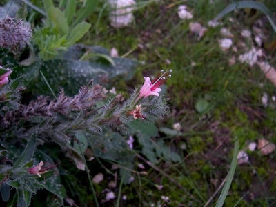 Echium asperrimum,
rough Italian-bugloss,
Viperina ruvidissima