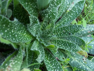 Echium asperrimum,
rough Italian-bugloss,
Viperina ruvidissima