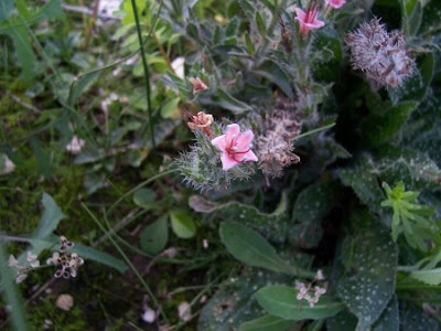 Echium asperrimum,
rough Italian-bugloss,
Viperina ruvidissima