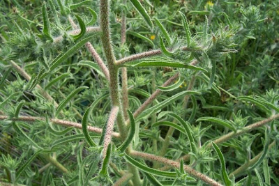 Echium asperrimum,
rough Italian-bugloss,
Viperina ruvidissima