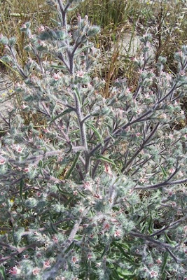Echium asperrimum,
rough Italian-bugloss,
Viperina ruvidissima