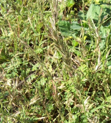 Candy grass Candy grass