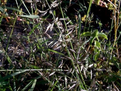Candy grass Candy grass