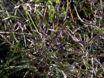 Candy grass Candy grass
