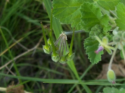 Malvenbl�ttriger Reiherschnabel