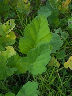 Malvenbl�ttriger Reiherschnabel