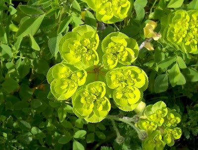 Euforbia calenzuola Euforbia calenzuola
