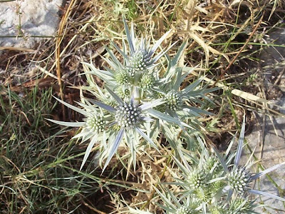 Calcatreppola ametistina