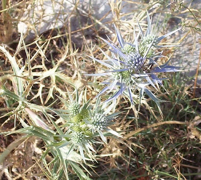 Calcatreppola ametistina