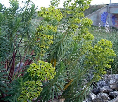 Albanian spurge Albanian spurge
