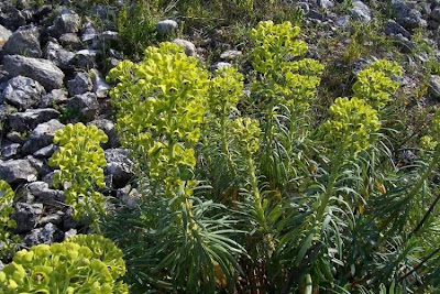 Albanian spurge Albanian spurge