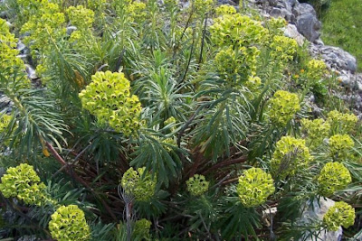Albanian spurge Albanian spurge
