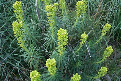 Albanian spurge Albanian spurge