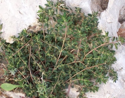 Spotted spurge